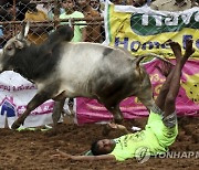 India Bull Taming