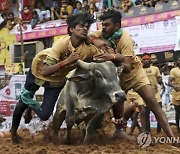 India Bull Taming