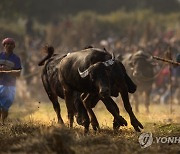 India Buffalo Fight