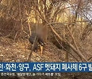 춘천·화천·양구,  ASF 멧돼지 폐사체 6구 발견