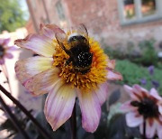 [사이테크 플러스] 꿀벌의 좋은 꽃 위치 기억법..몸집이 클수록 학습비행 많이 한다
