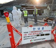 김제 육용오리 농장서 고병원성 AI 확진..지역 내 가금농장 이동제한