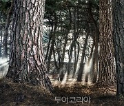 전남도,'고하도 이충무공 곰솔 숲' 1월 여행 명품숲 목포선정