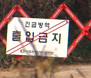전북 김제 육용오리 농장서 고병원성 AI 확진
