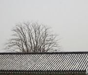 [포토친구] 눈과 고궁의 겨울나무