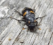 Burying Beetles