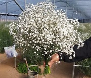 여수시, 지역 화훼농가 돕기 꽃 사주기 운동 전개