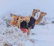 사하라 사막에 눈..기온 영하로 떨어져 낙타 '덜덜'