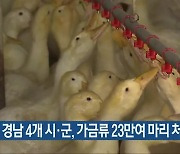 경남 4개 시·군, 가금류 23만여 마리 처분