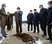신안해역 '중국발 괭생이모자반' 덮쳐..양식장 절반 피해