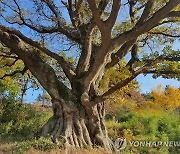 경남 고성군 '550살' 거대 팽나무 보호수 지정