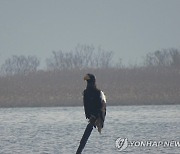 낙동강 하구에 사는 '멸종위기 1급' 참수리