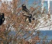 낙동강유역환경청, 멸종위기 맹금류 서식 대거 확인