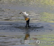 epaselect NEPAL NATURE BIRDS