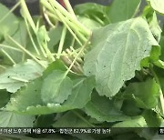 지리산 찾아온 이른 봄 내음..봄나물 수확