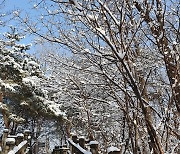 [포토친구] 흰 눈 쌓인 겨울 소나무