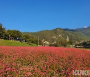 봄따라 가을따라 더욱 아름답게..영월 삼옥리 붉은 메밀밭 확대