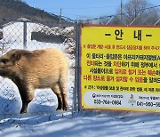 '돼지열병 광역울타리' 맹신 그만.."조용한 포획이 효율적"