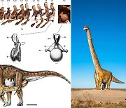 역대 가장 큰 공룡 타이틀 바뀌나..신종 추정 용각류 화석 발견