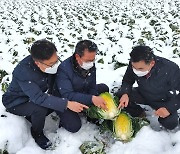 코로나19 여파 겨울 배춧값 70% 이상 폭락..김치산업 근간 흔들