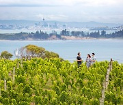 뉴질랜드관광청 '와이헤케섬 와인 클래스' 온라인 진행