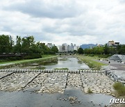 대전 유성구, 도심하천 5곳 생태복원 녹화사업 추진