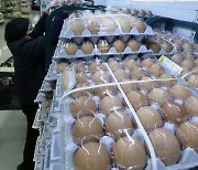 치솟는 달걀값.. '수입 달걀' 관세 한시적 면제