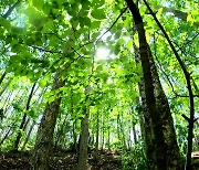 2050년까지 나무 30억 그루 심는다..탄소 3,400만 톤 저감