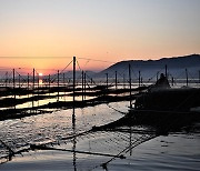 겨울 갯벌에서 김이 자란다