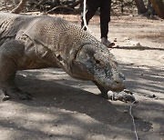 코모도왕도마뱀·악어 습격에.. 인도네시아서 사상자 잇따라