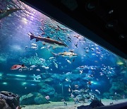 [주말&여기] 210여종 3만마리의 해양 생물 만나러 '아쿠아플라넷 광교'