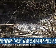 인제·양양서 'ASF' 감염 멧돼지 폐사체 2구 발견