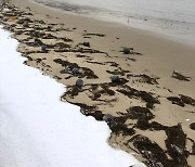 중국서 밀려온 괭생이모자반, 또 서남해안 덮쳤다