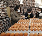 치솟는 계란값..정부 '무관세 수입' 수입 추진 