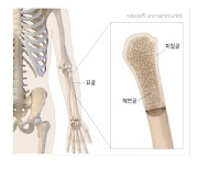 손목뼈 골밀도 높거나 키 큰 사람 '손아귀 힘' 세다