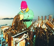 [포토] 미세먼지 배출에 좋아요.. 한겨울 곰피 채취