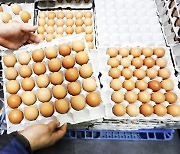 [포토] 치솟는 계란값에.. 정부, 한시적으로 관세 면제