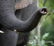 VIETNAM ANIMALS ELEPHANT CONSERVATION