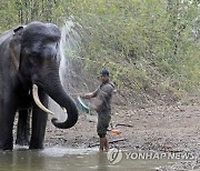 VIETNAM ANIMALS ELEPHANT CONSERVATION