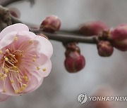 소한 얼음 녹는다는 '대한'..전국 낮부터 영상 기온 회복