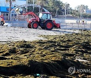 제주도, 중국발 괭생이모자반 대응 합동처리본부 가동