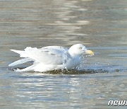 [화보]포항 형산강 찾아온 빈객 멸종위기 흰갈매기