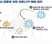 식약처, 국내 백신 물질 '유코백19' 임상 승인