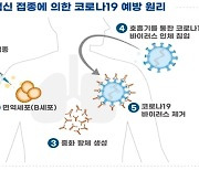 유바이오로직스 코로나 백신 '유코백-19' 1·2상 임상계획 승인