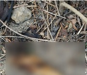 부산서 불에 탄 길고양이 사체 일부 발견..수사 의뢰