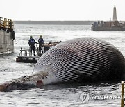 epaselect ITALY DEAD WHALE REMOVAL