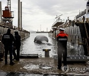 ITALY DEAD WHALE REMOVAL