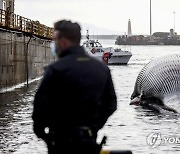 ITALY DEAD WHALE REMOVAL