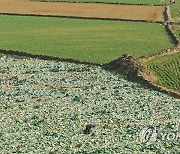 제주 양배추 수확 풍경
