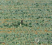 제주 양배추 수확 풍경